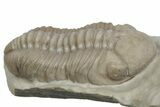 Kainops Trilobite - Black Cat Mountain, Oklahoma #362979-2